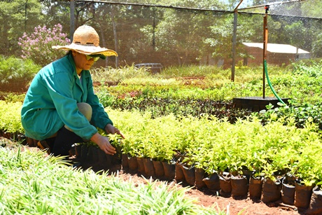 Vivero de ITAIPU produjo más de 89 000 mudas de plantas forestales en