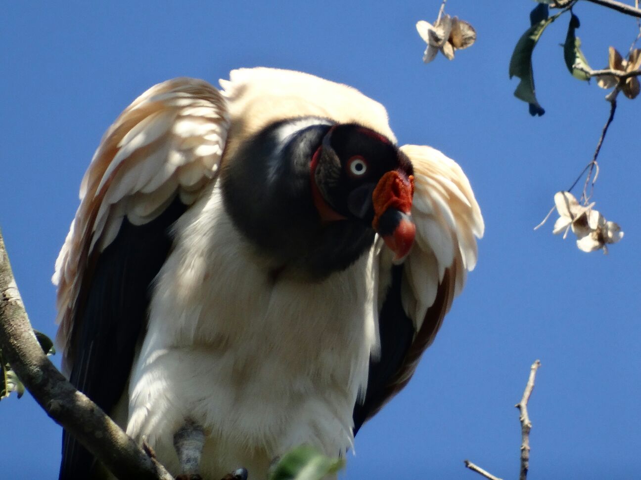 ITAIPU celebra Día de la Yerba Mate conservando la especie y sus