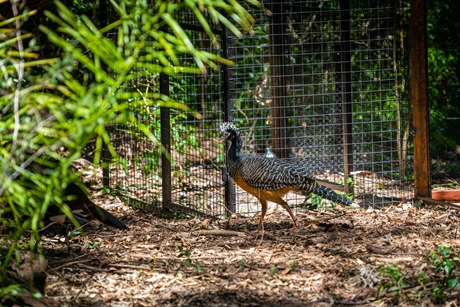 Reintroduction of bare-faced curassow to nature. Credit: Alexandre Marchetti/Itaipu