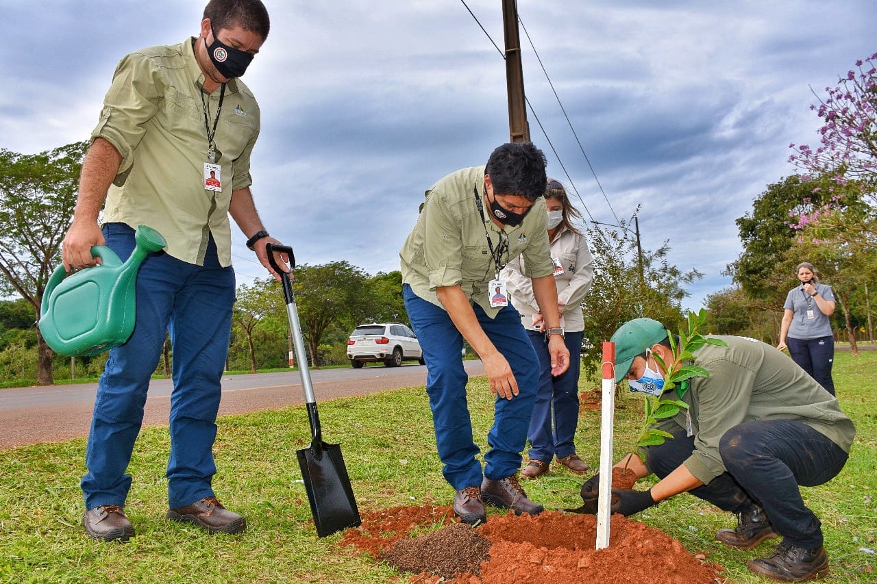 Empleados de ITAIPU plantan árboles forestales nativos | ITAIPU BINACIONAL